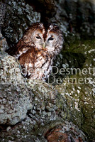 Tawny owl 4 (Strix aluco)