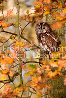 Tawny owl 5 (Strix aluco)