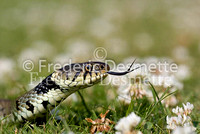 Grass snake 1 (Natrix natrix)