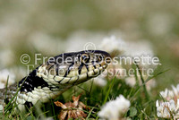Grass snake 2 (Natrix natrix)