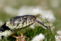 Grass snake 3 (Natrix natrix)