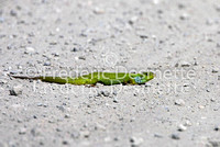 Green Lizard 1 (Lacerta viridis)