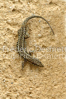 Common wall lizard 3 (Podarcis muralis)
