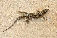 Common wall lizard 1 (Podarcis muralis)