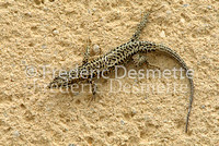 Common wall lizard 2 (Podarcis muralis)