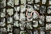 Slow worm 1 (Anguis fragilis)