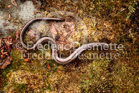 Slow worm 3 (Anguis fragilis)