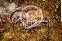 Slow worm 6 (Anguis fragilis)