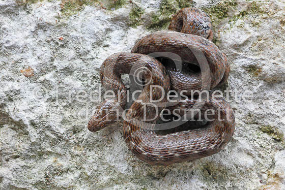 Viperine snake 1 (Natrix maura)