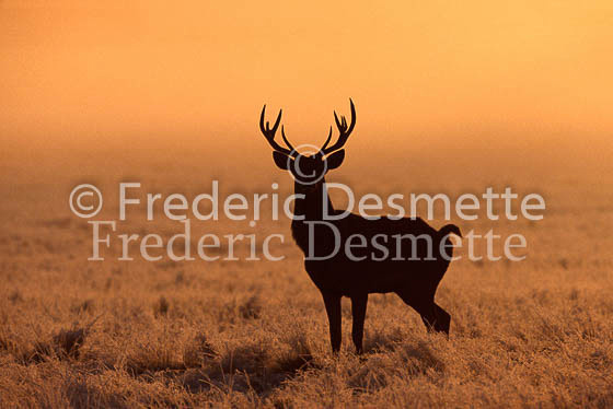 Red deer 11 (Cervus elaphus)