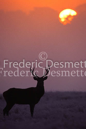Red deer 30 (Cervus elaphus)