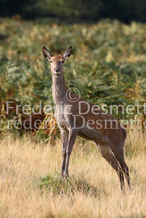 Red deer 7 (Cervus elaphus)