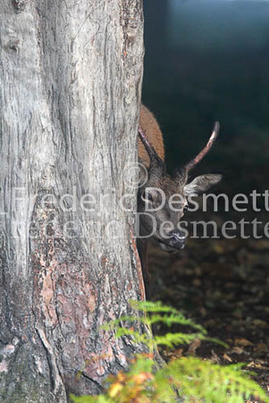 Red deer 53 (Cervus elaphus)