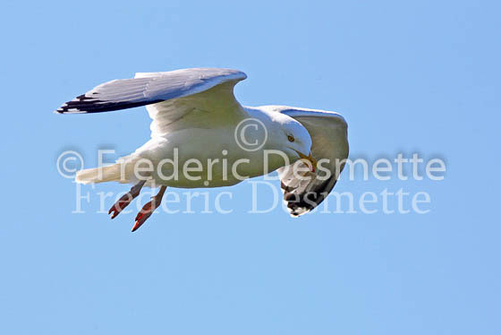 Herring gull 3 (Larus argentatus)