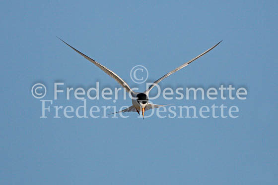 Little tern 2 (Sterna albifronts)