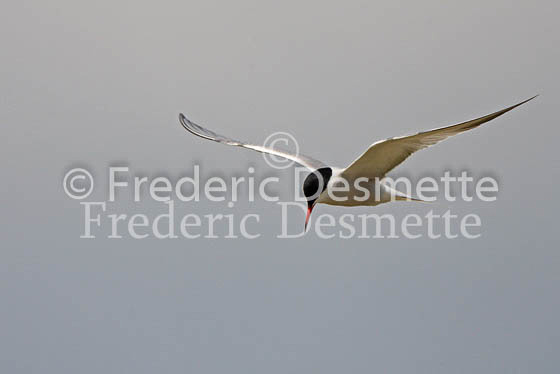Common tern 5 (Sterna hirundo)