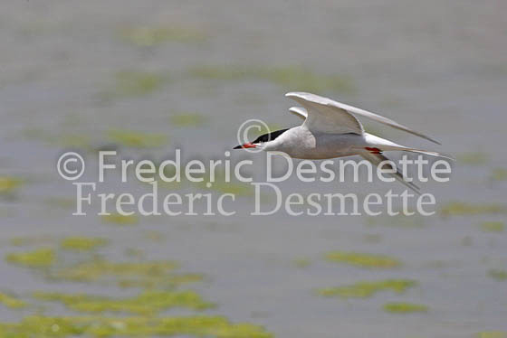 Common tern 4 (Sterna hirundo)