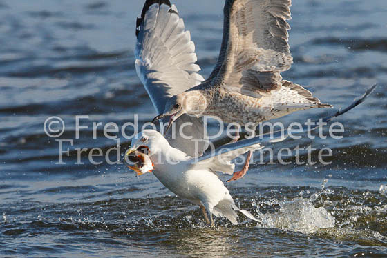 Herring Gull 18 (Larus Argentatus)