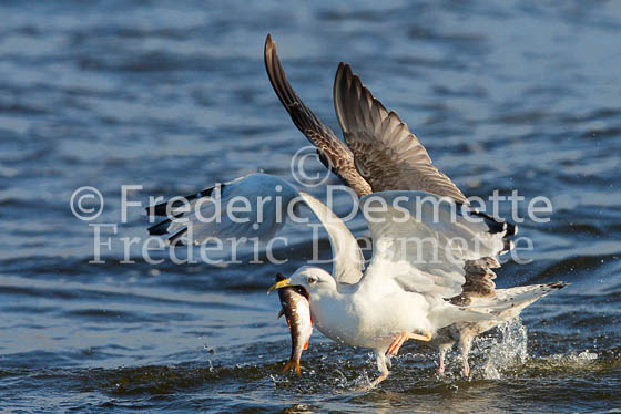 Herring Gull 19 (Larus Argentatus)