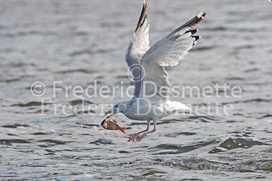 Herring Gull 22 (Larus Argentatus)