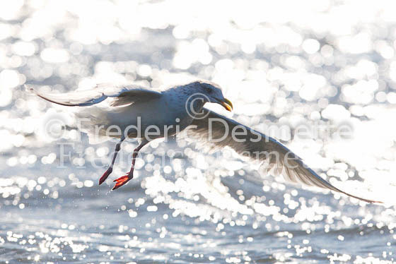 Herring Gull 12 (Larus Argentatus)