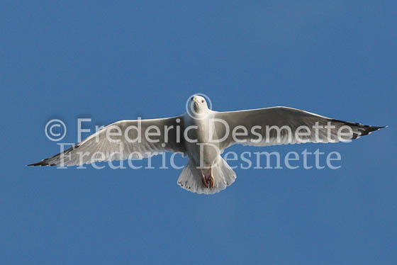 Herring Gull 11 (Larus Argentatus)
