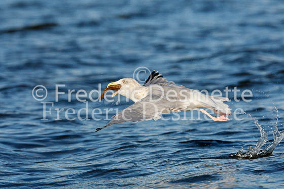 Herring Gull 25 (Larus Argentatus)