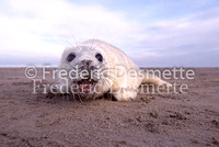 Seals, Marine Mammals