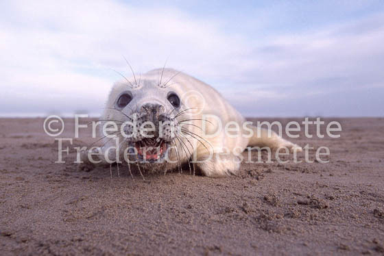 Grey seal 43 (Halichoerus grypus)