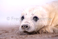 Grey seal 42 (Halichoerus grypus)
