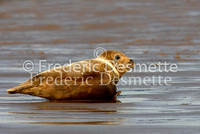 Common seal 32 (Phoca vitulina)