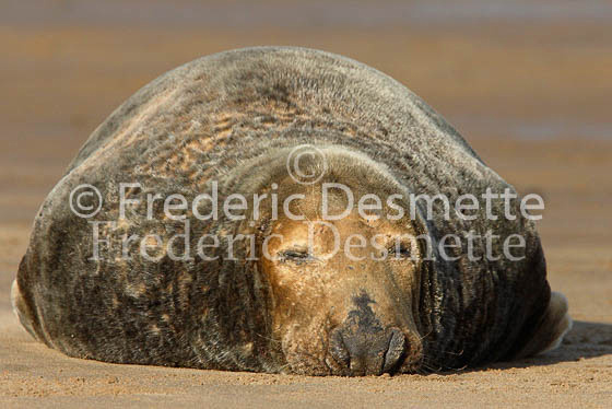 Grey seal 50 (Halichoerus grypus)