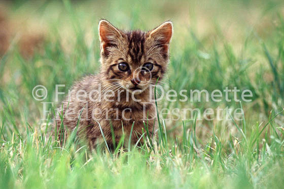 wild cat 3 (Felis silvestris)