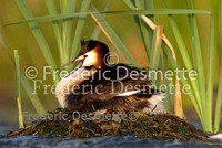 Great crested Grebe 63 (Podiceps cristatus)