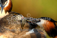 Great crested Grebe 76 (Podiceps cristatus)
