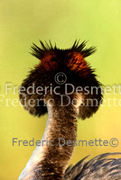 Great crested Grebe 77 (Podiceps cristatus)