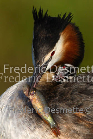 Great crested Grebe 67 (Podiceps cristatus)