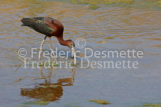 Glossy ibis 5 (Plegadis falcinellus)