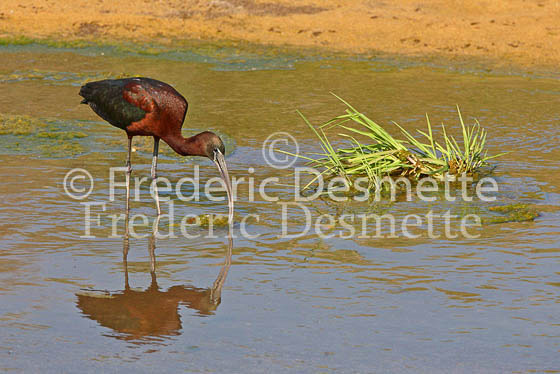 Glossy ibis 7 (Plegadis falcinellus)