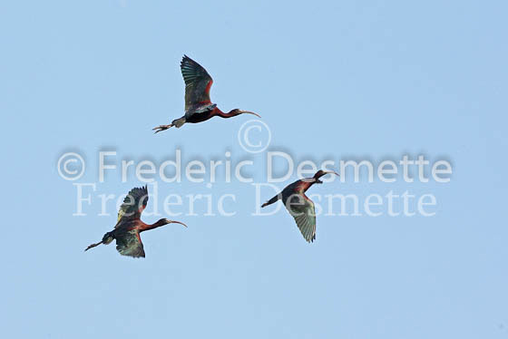 Glossy ibis 11 (Plegadis falcinellus)