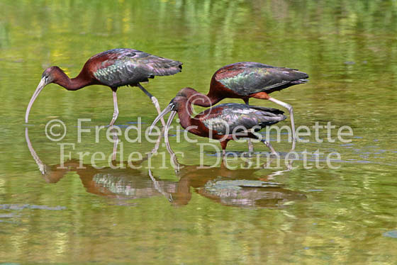 Glossy ibis 8 (Plegadis falcinellus)