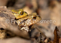 Common toad (Bufo bufo)-1-24
