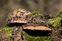 Common toad (Bufo bufo)-2-25