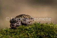 Common toad (Bufo bufo)-3-26