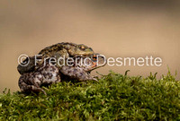 Common toad (Bufo bufo)-4-27