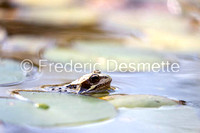 Common frog (Rana temporaria) (45 of 1)-30