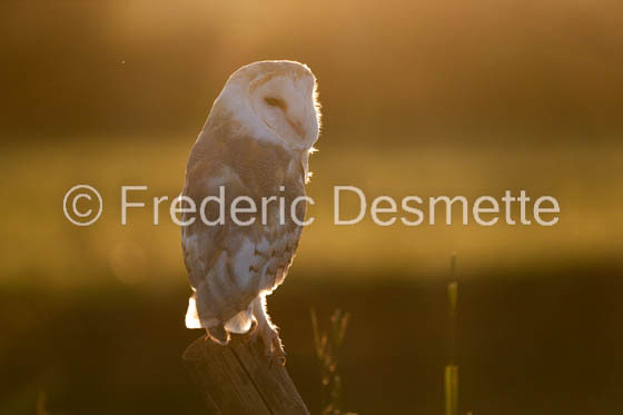 Barn owl (Tyto Alba) -350-3