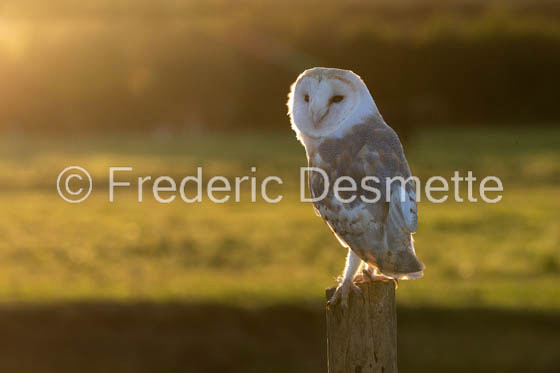 Barn owl (Tyto Alba) -351-3