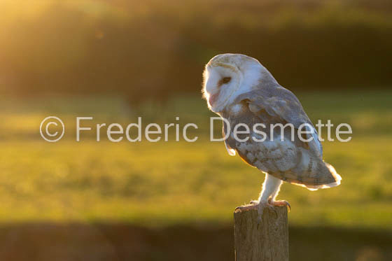 Barn owl (Tyto Alba) -352-3