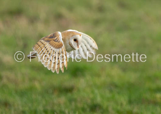 Barn owl (Tyto Alba) -341-3